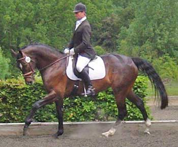 Scorpio Equestrian - Horse for Sale