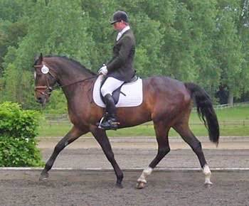 Scorpio Equestrian - Horse for Sale