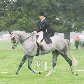 Scorpio Equestrian - training